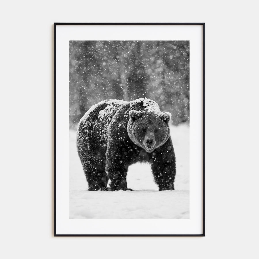 Bear Photo B&W No 2 Poster