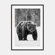 Bear Photo B&W No 2 Poster