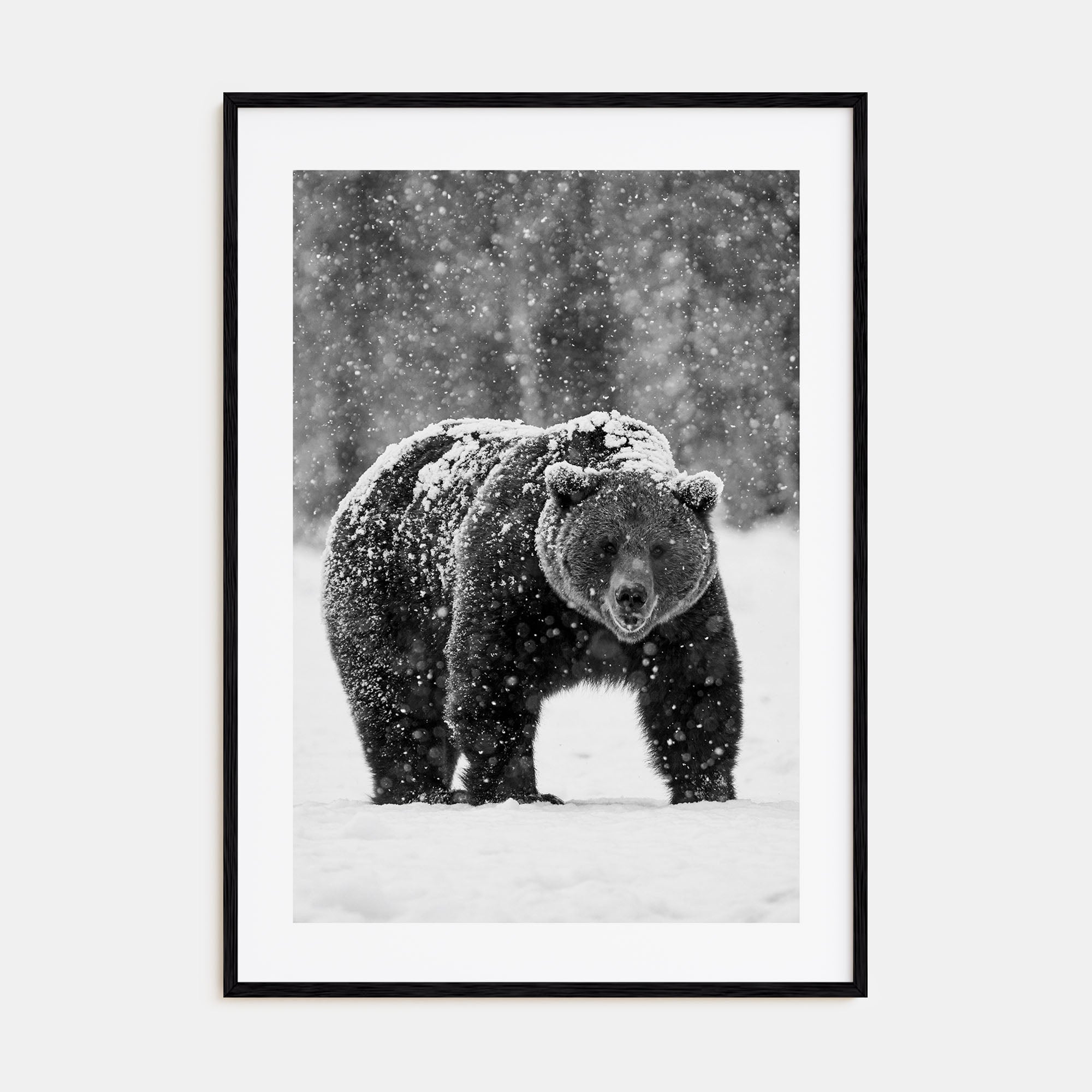 Bear Photo B&W No 2 Poster