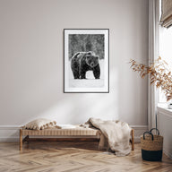 Bear Photo B&W No 2 Poster