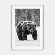 Bear Photo B&W No 2 Poster