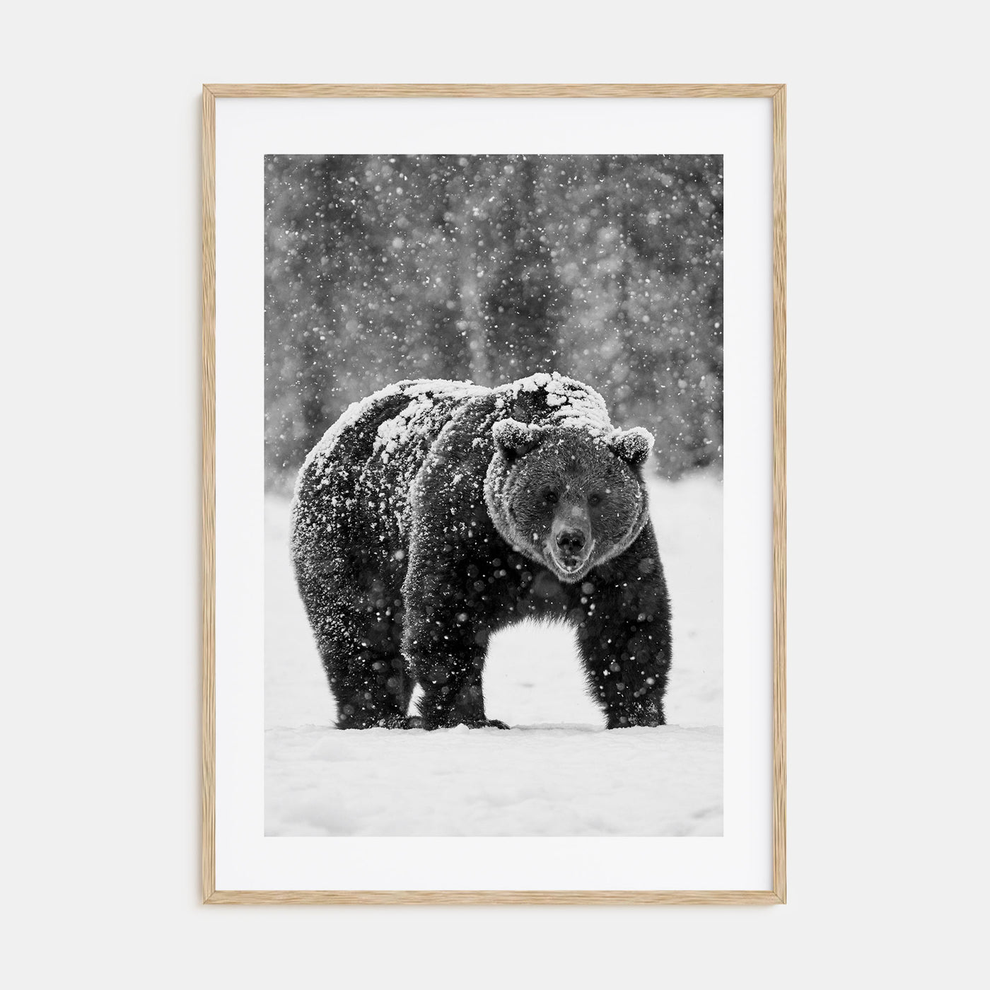 Bear Photo B&W No 2 Poster