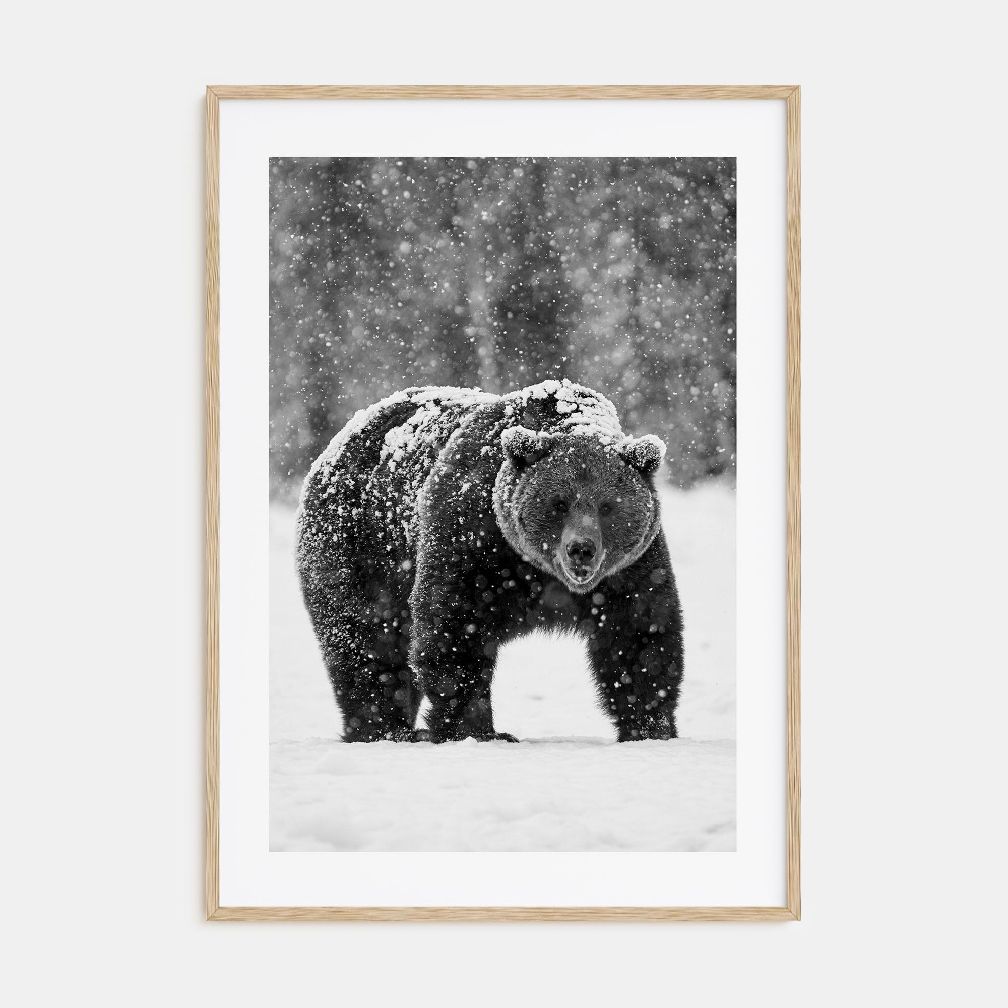 Bear Photo B&W No 2 Poster