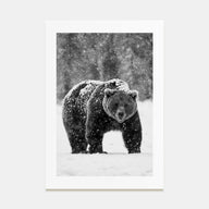 Bear Photo B&W No 2 Poster