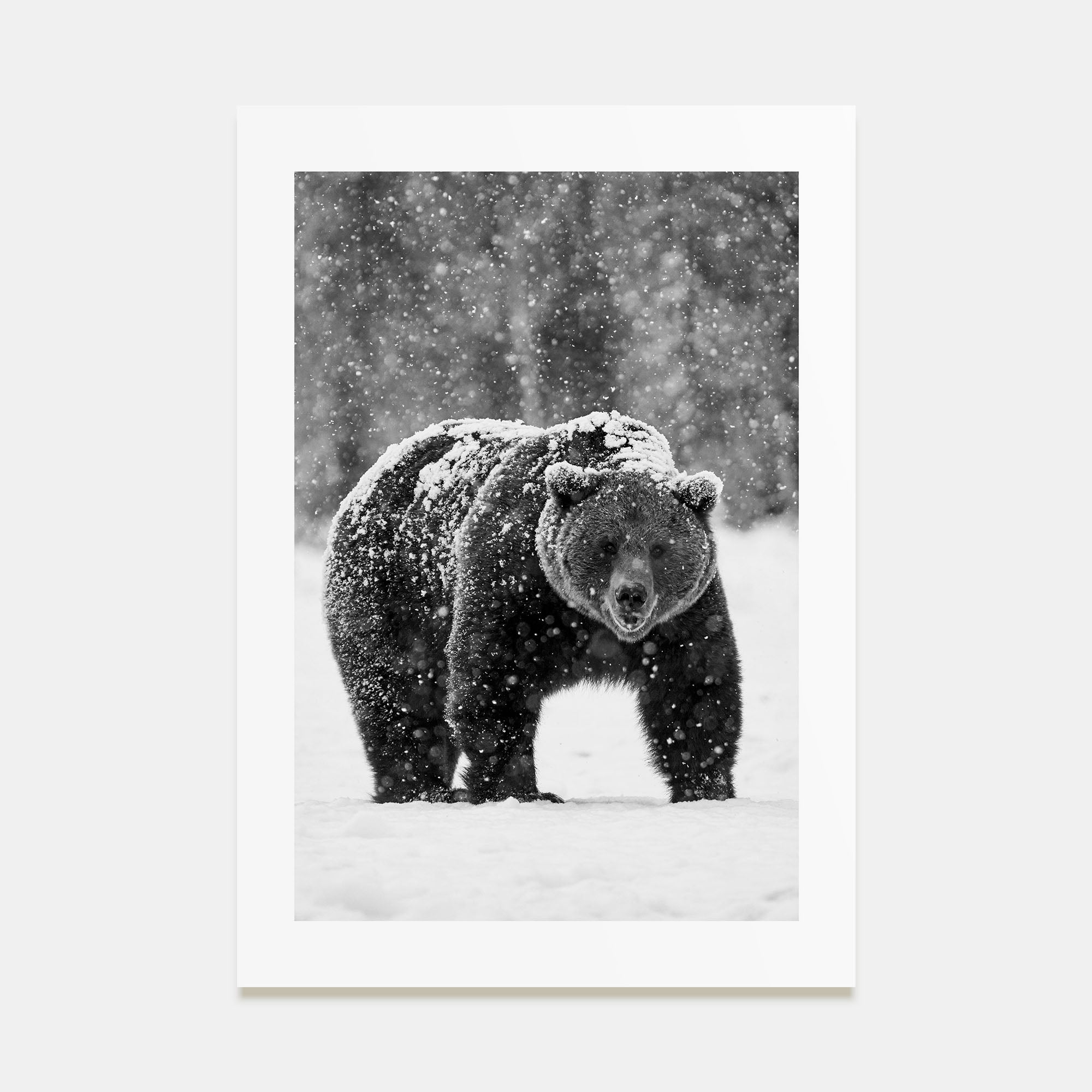 Bear Photo B&W No 2 Poster
