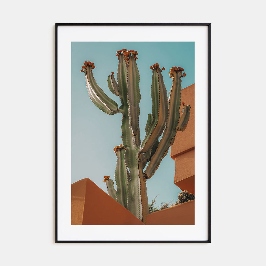 Blooming Cactus Sandy Walls Photo Color Poster