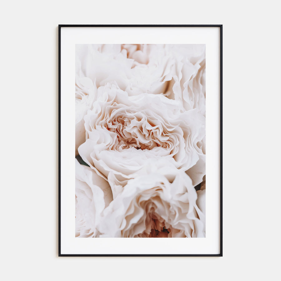 Blossoming Roses Photo Color Poster