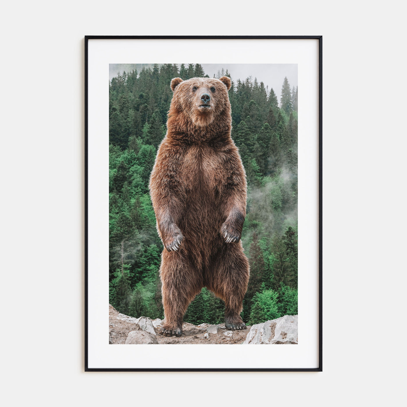 Brown Bear Photo Color No 1 Poster