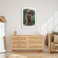 Brown Bear Photo Color No 1 Poster