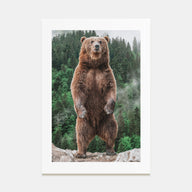 Brown Bear Photo Color No 1 Poster