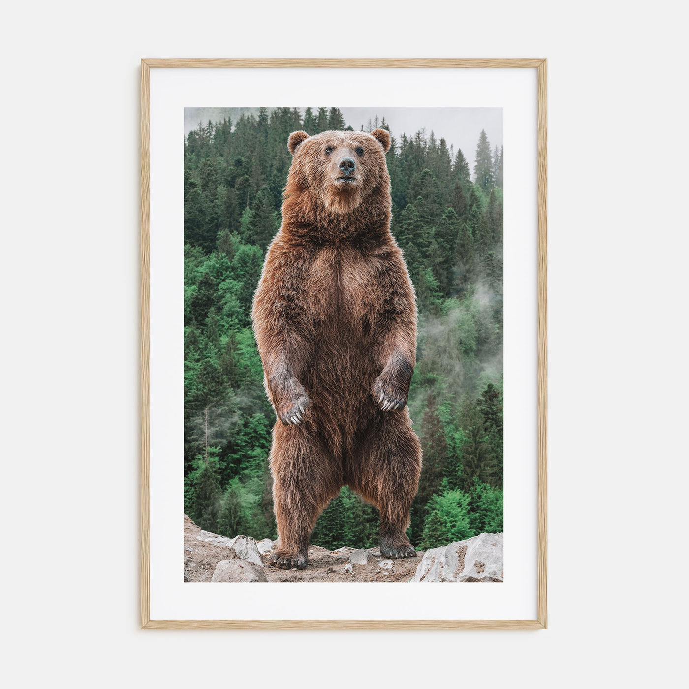 Brown Bear Photo Color No 1 Poster