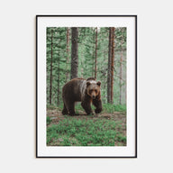 Brown Bear Photo Color No 2 Poster