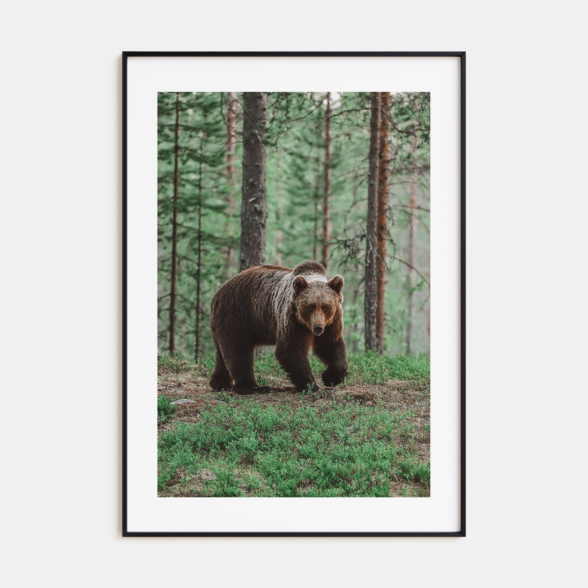 Brown Bear Photo Color No 2 Poster