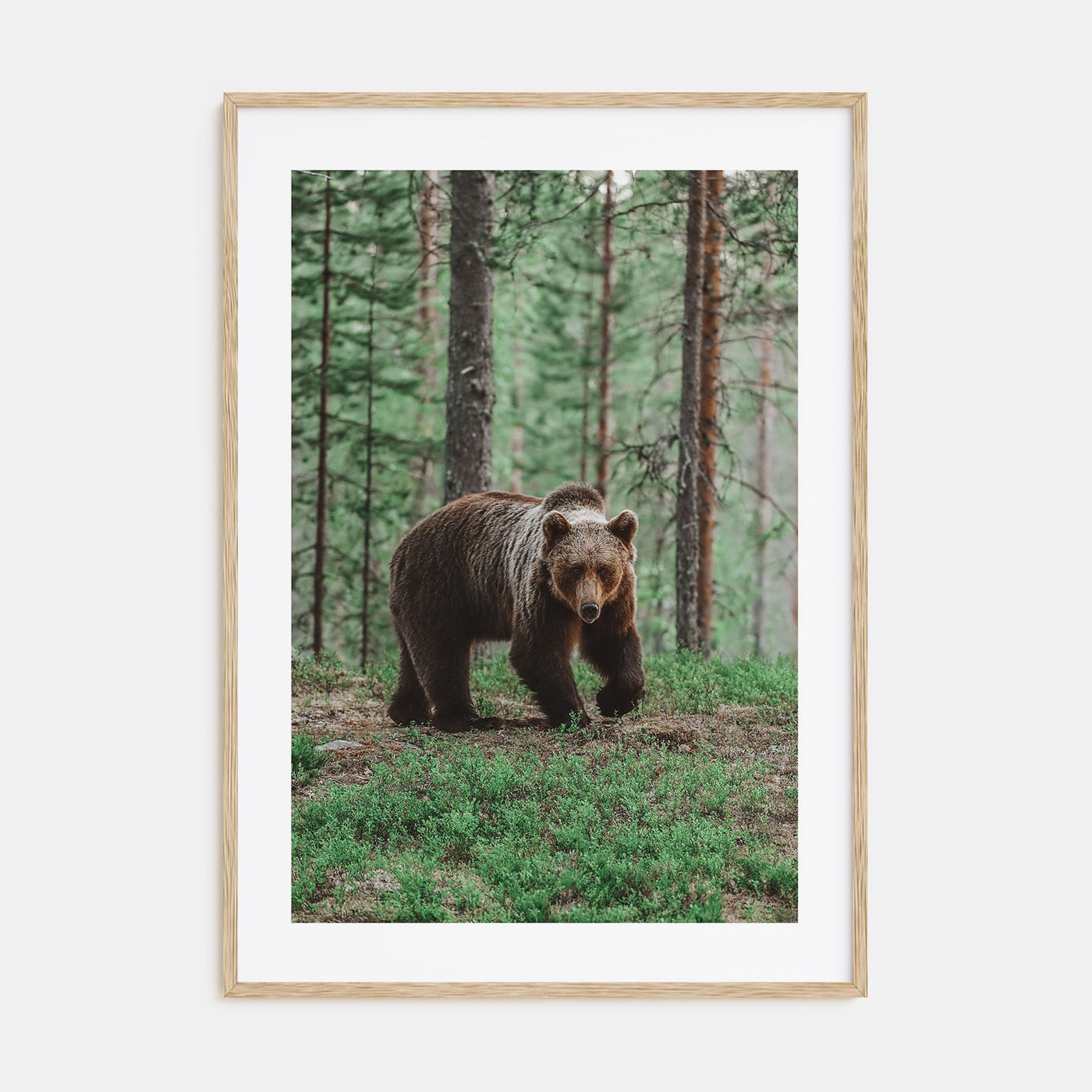 Brown Bear Photo Color No 2 Poster