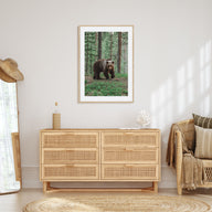Brown Bear Photo Color No 2 Poster