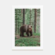 Brown Bear Photo Color No 2 Poster