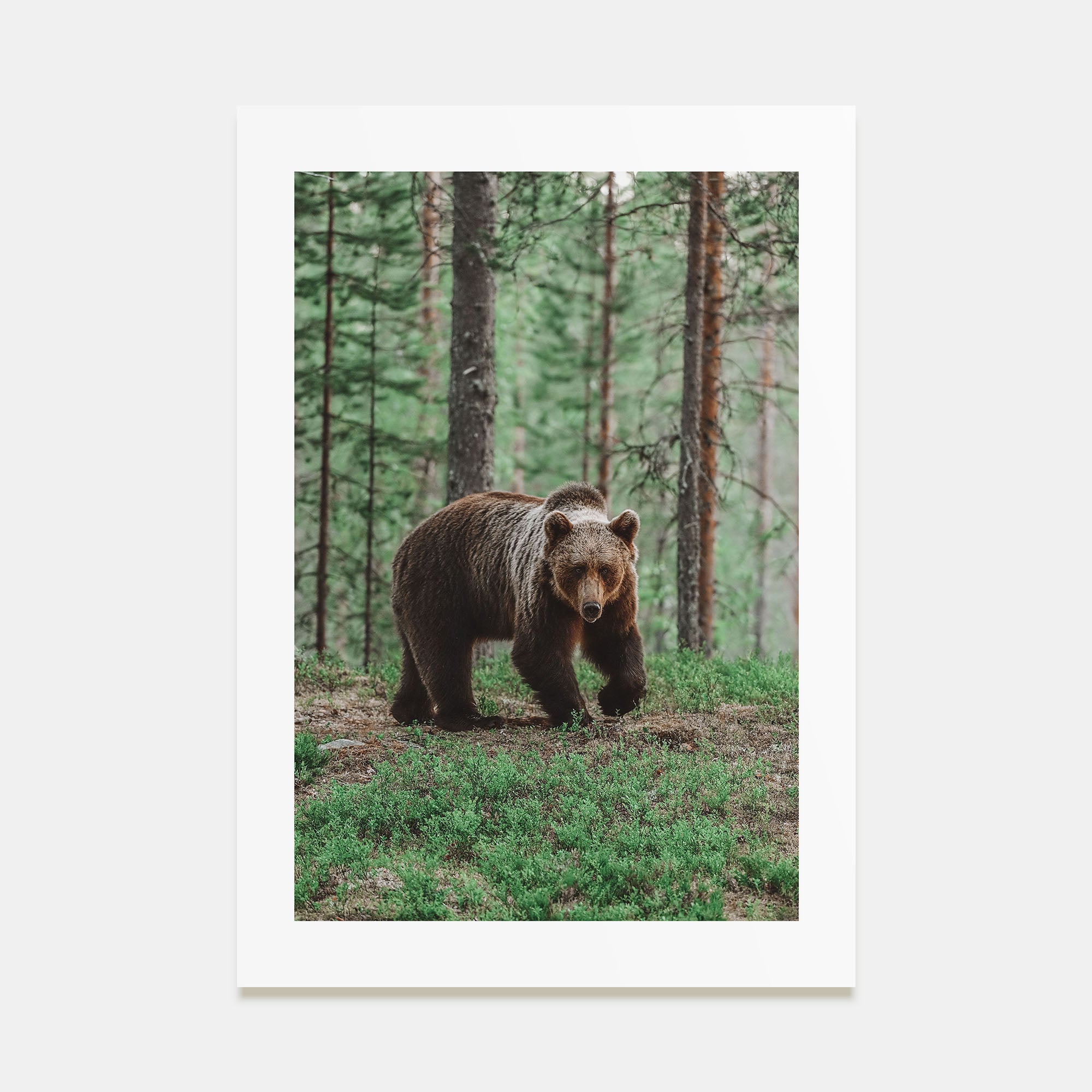 Brown Bear Photo Color No 2 Poster