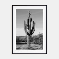 Cactus Photo B&W No 1 Poster