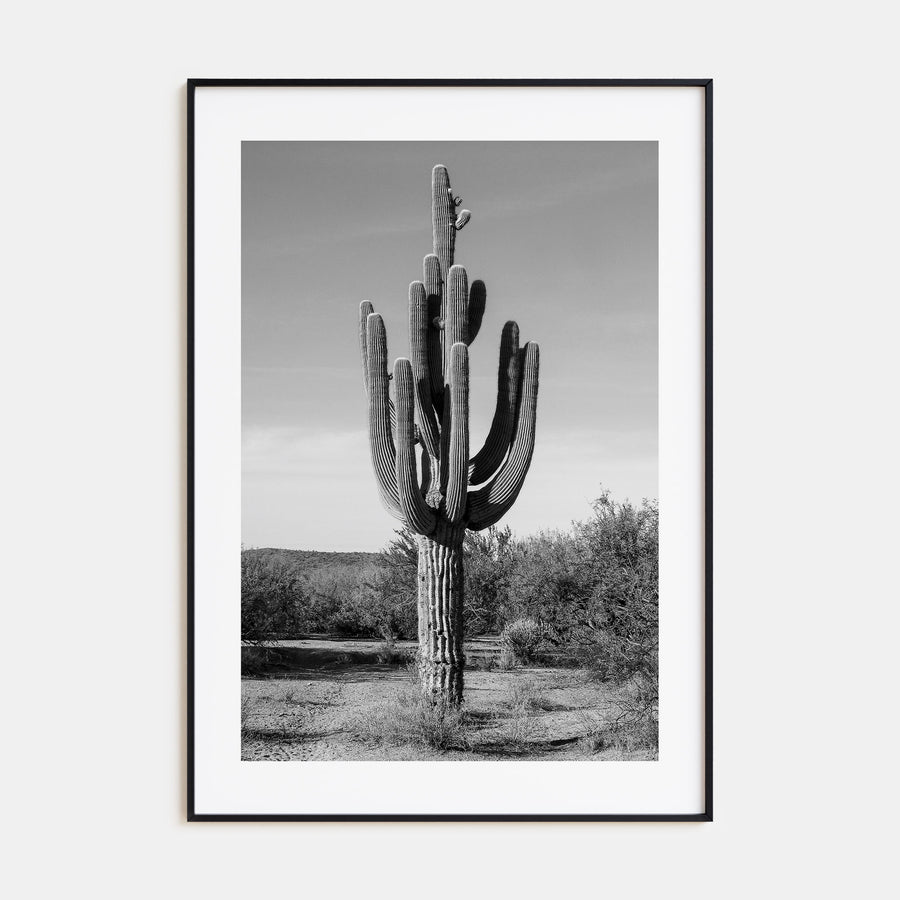 Cactus Photo B&W No 1 Poster
