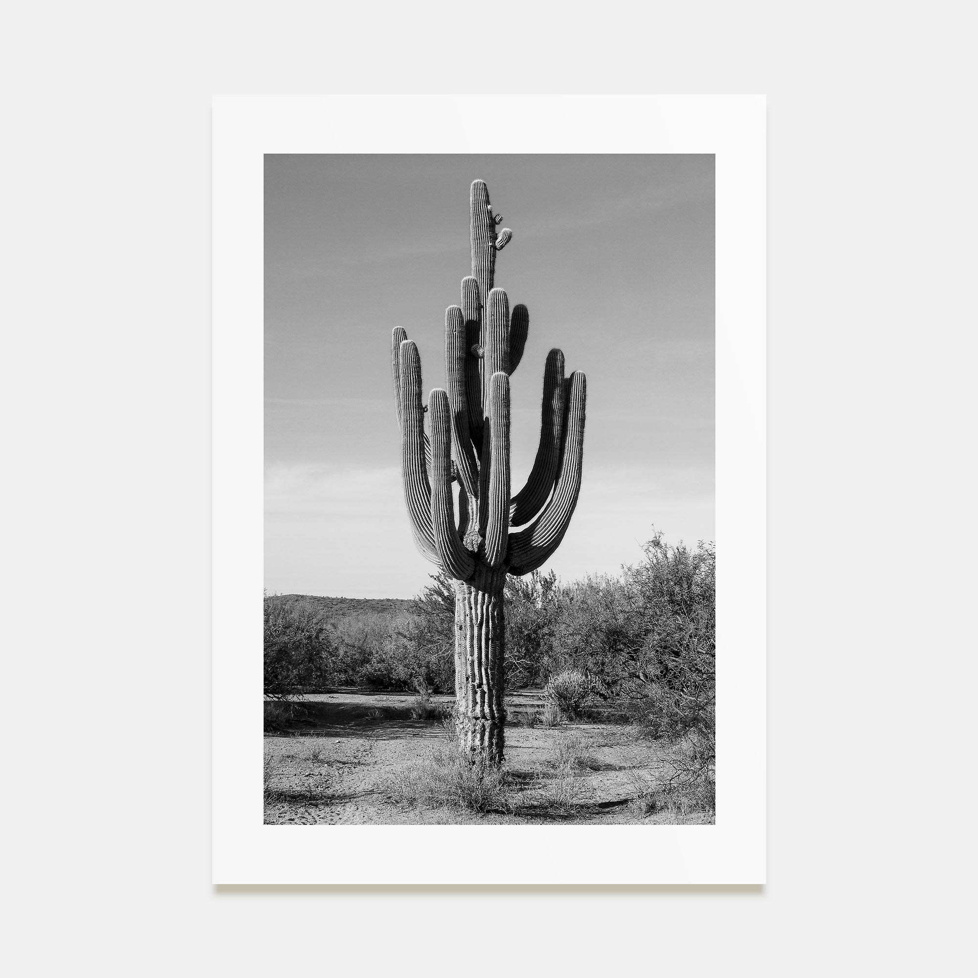 Cactus Photo B&W No 1 Poster