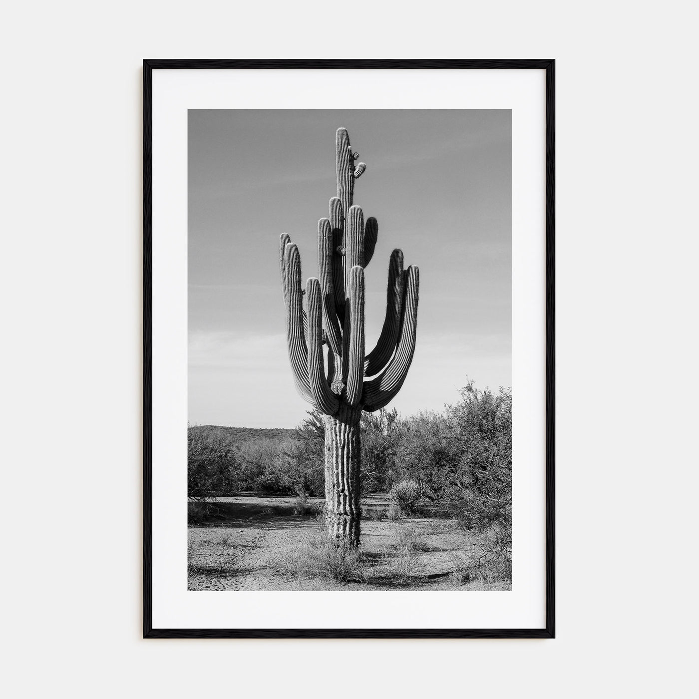 Cactus Photo B&W No 1 Poster