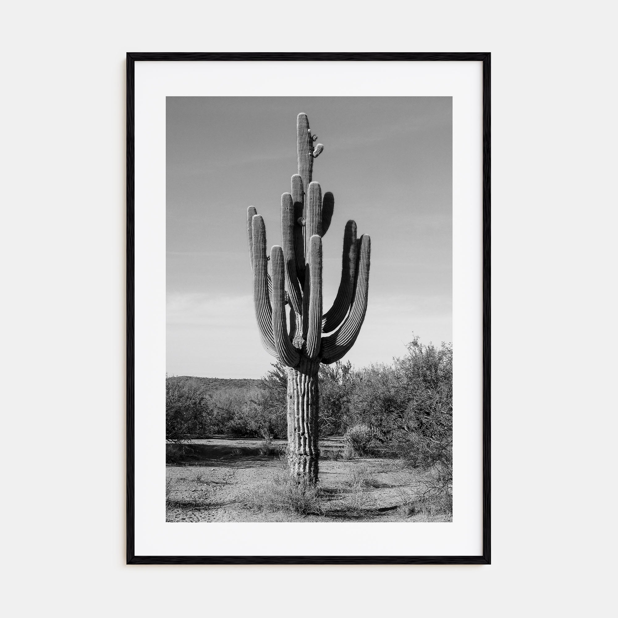Cactus Photo B&W No 1 Poster
