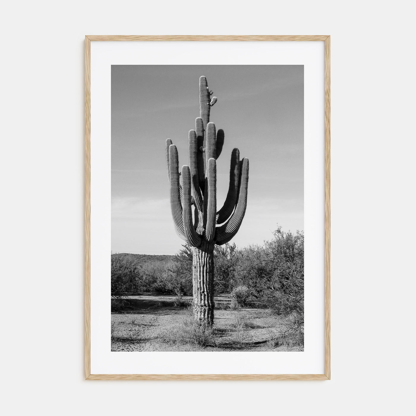 Cactus Photo B&W No 1 Poster
