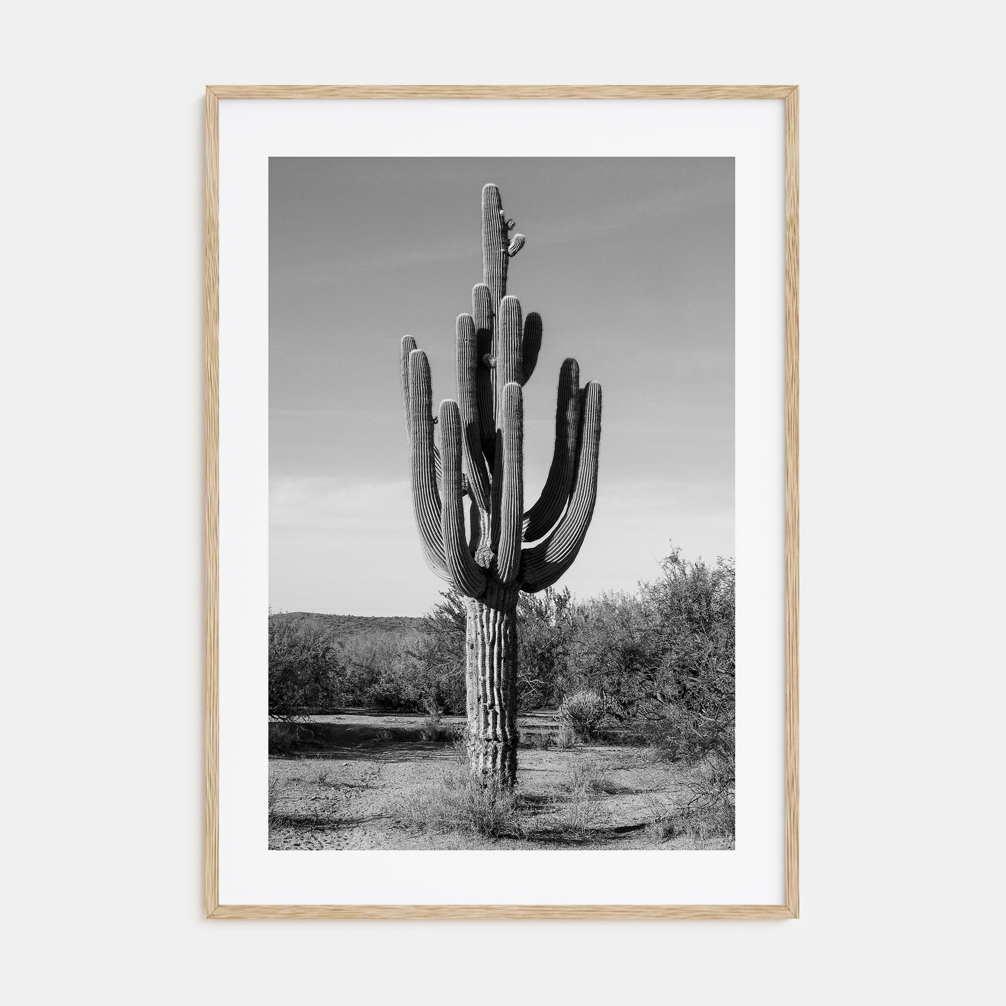 Cactus Photo B&W No 1 Poster