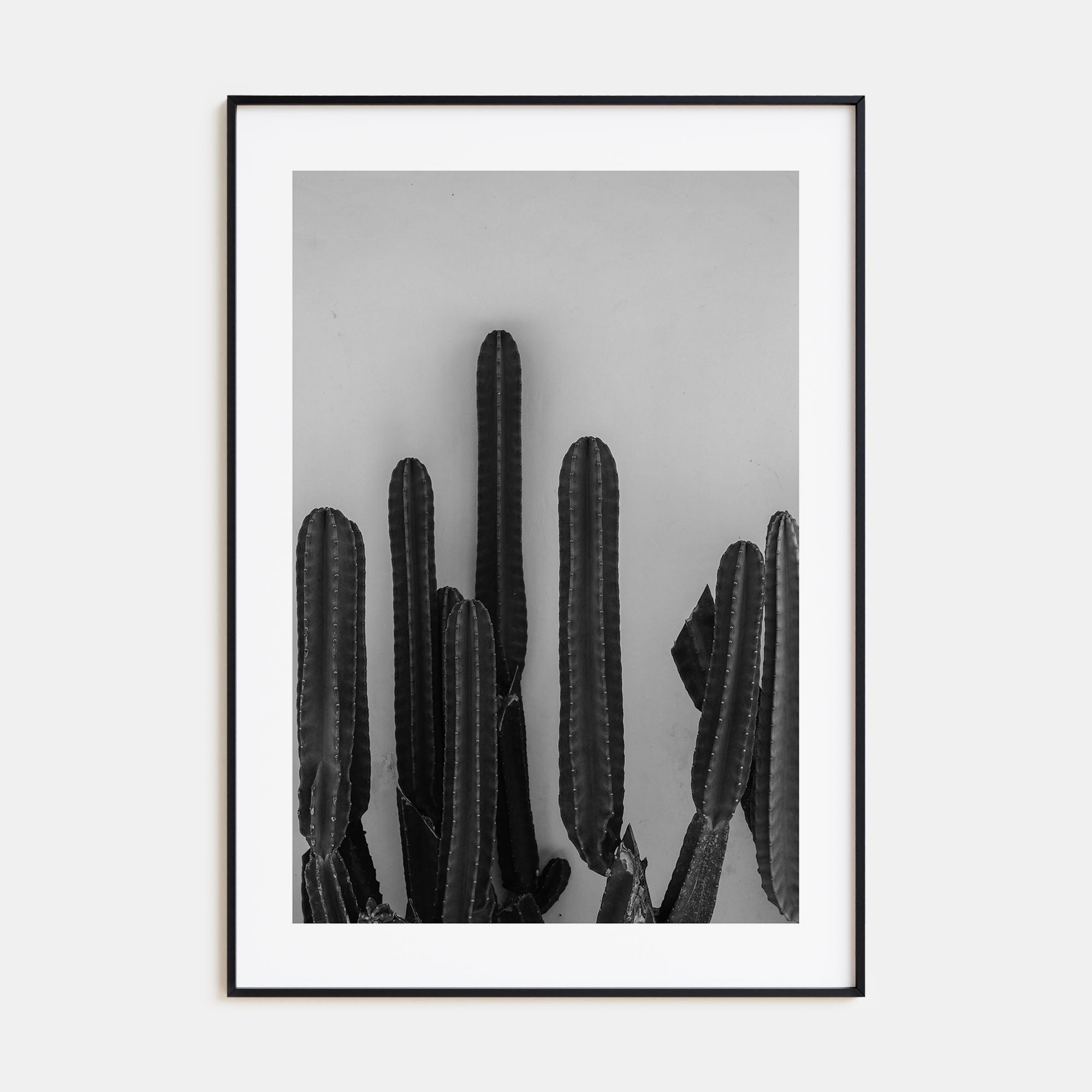 Cactus Photo B&W No 2 Poster