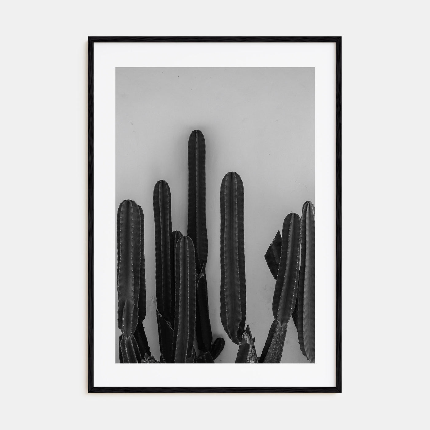 Cactus Photo B&W No 2 Poster