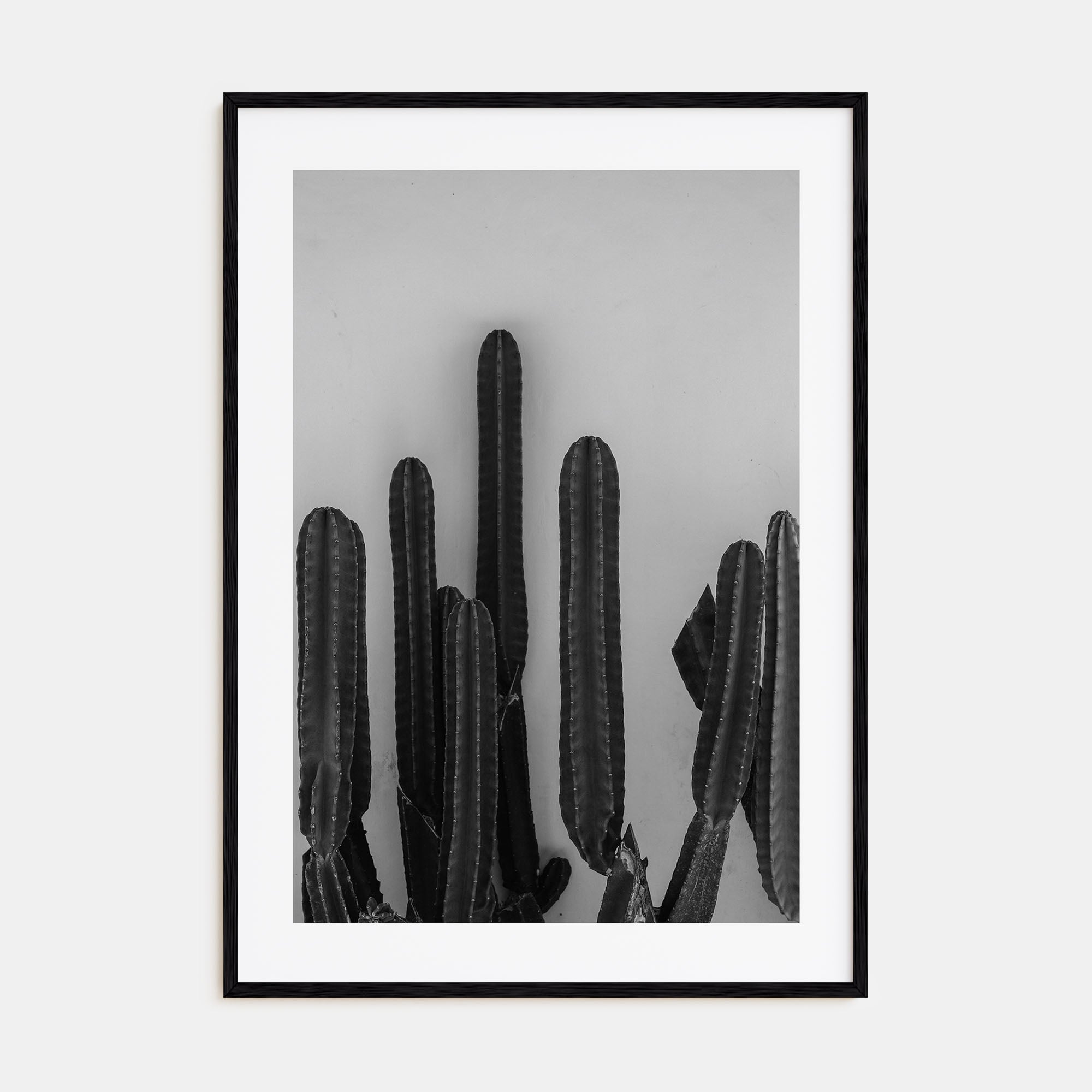 Cactus Photo B&W No 2 Poster