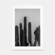 Cactus Photo B&W No 2 Poster