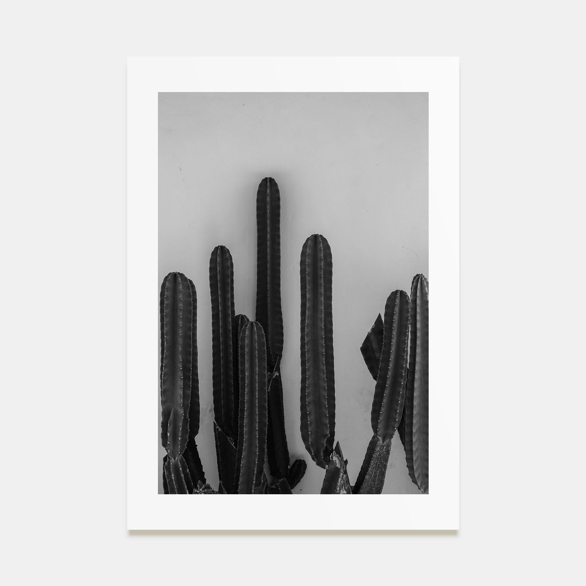 Cactus Photo B&W No 2 Poster