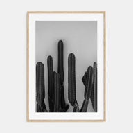 Cactus Photo B&W No 2 Poster