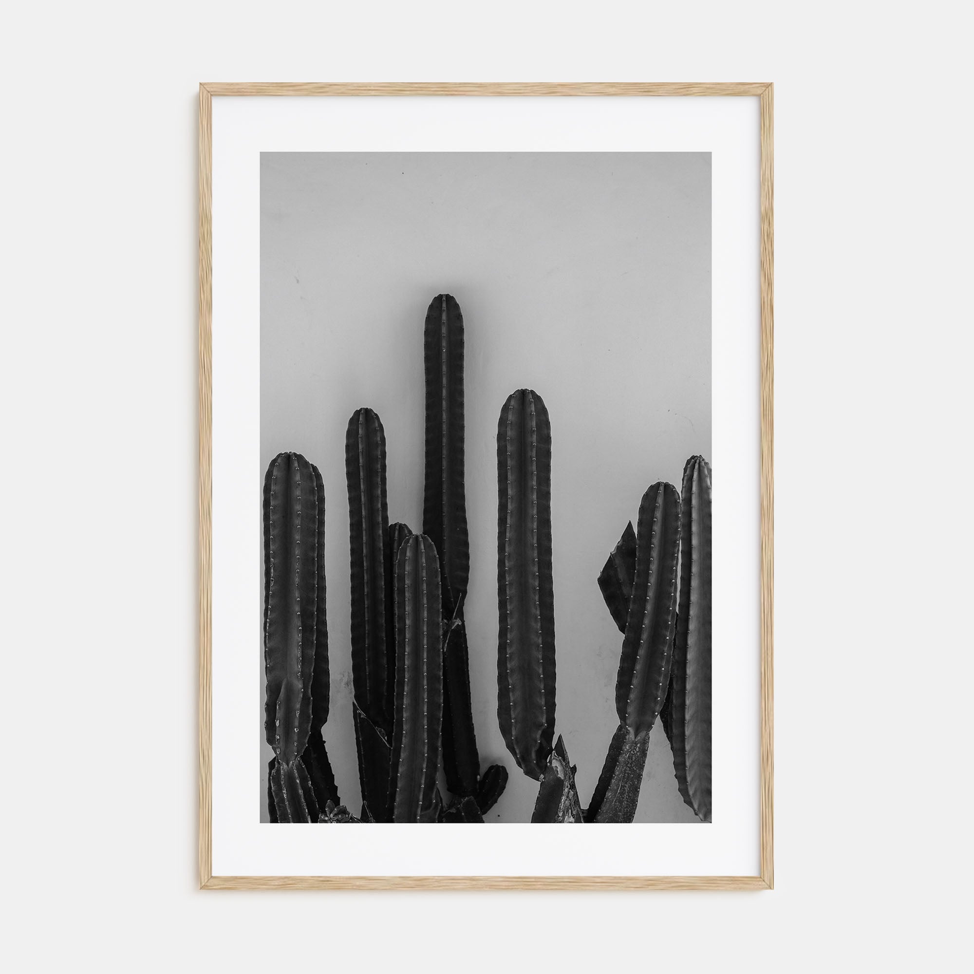 Cactus Photo B&W No 2 Poster