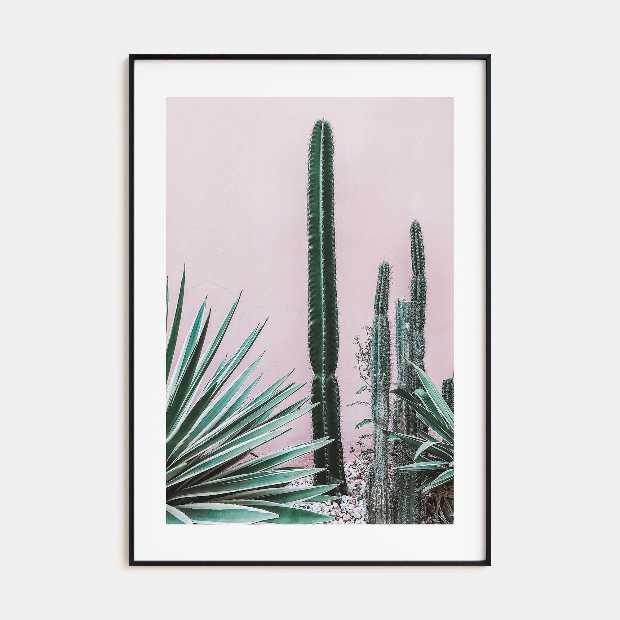 Cactus Photo Color No 2 Poster