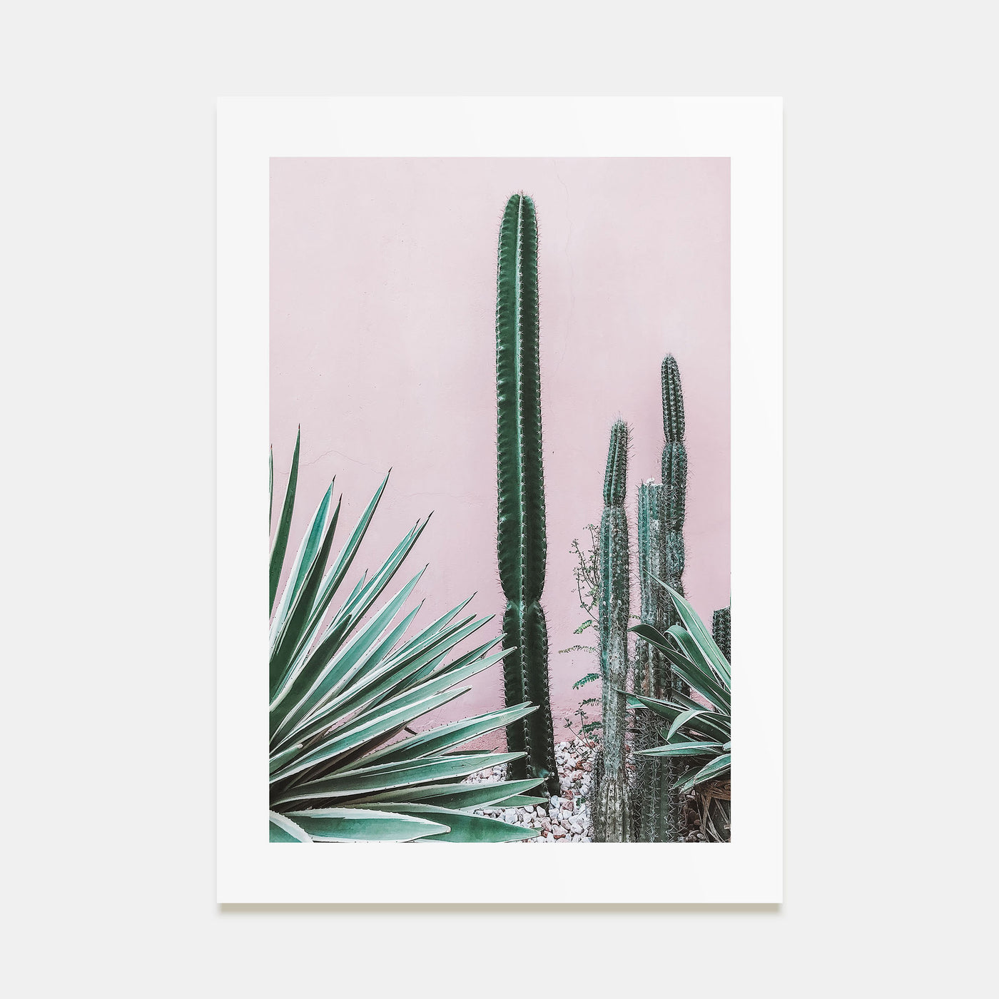 Cactus Photo Color No 2 Poster