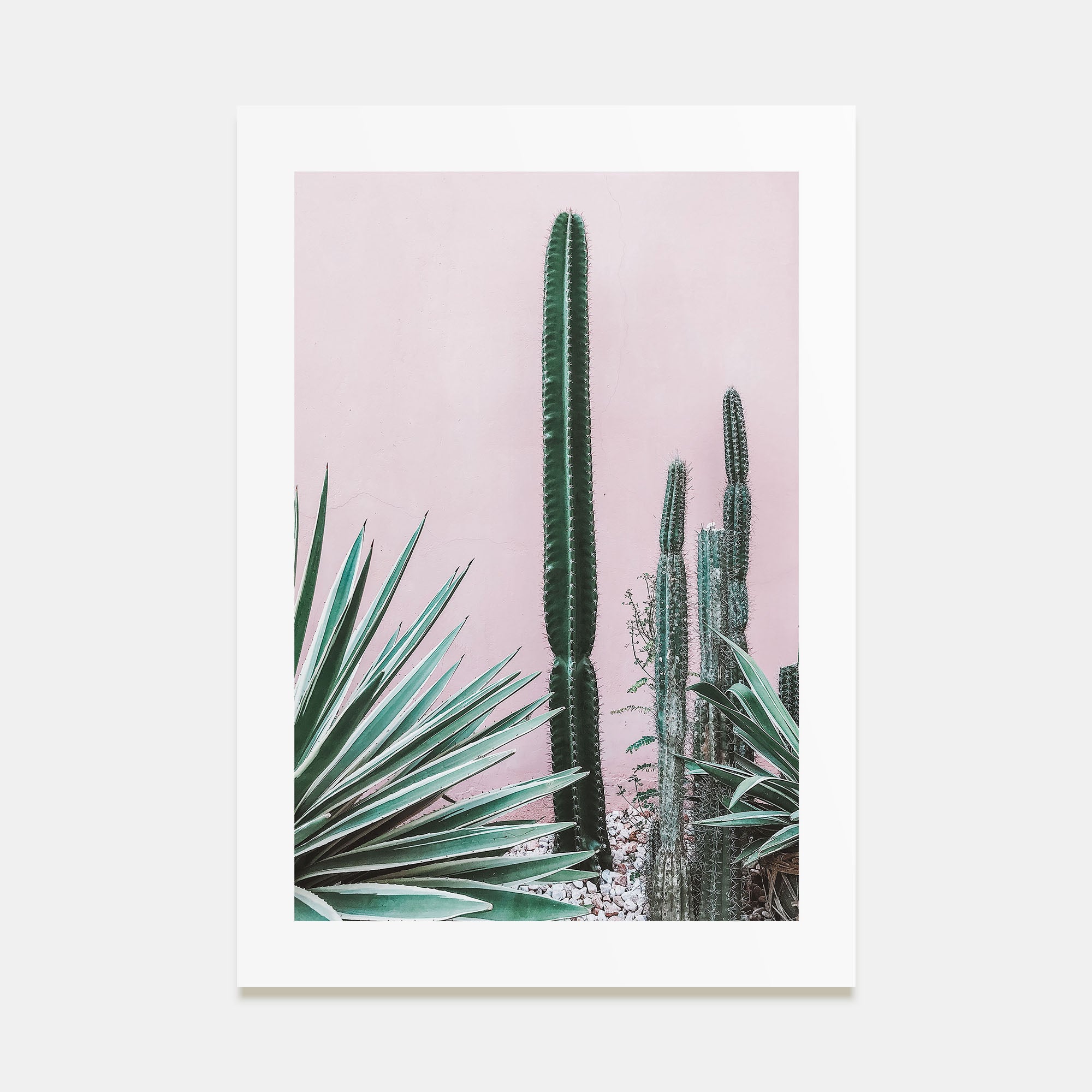 Cactus Photo Color No 2 Poster