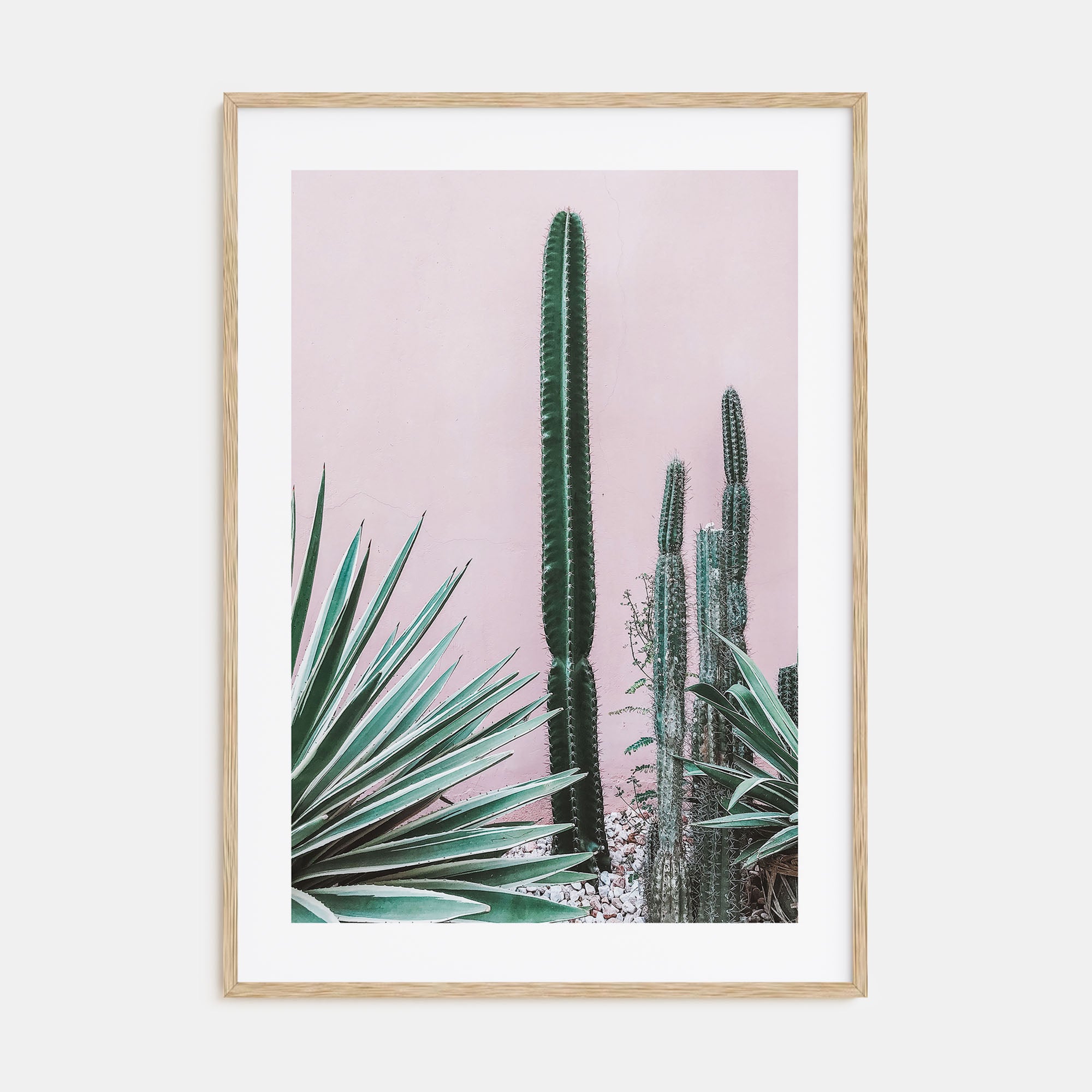 Cactus Photo Color No 2 Poster