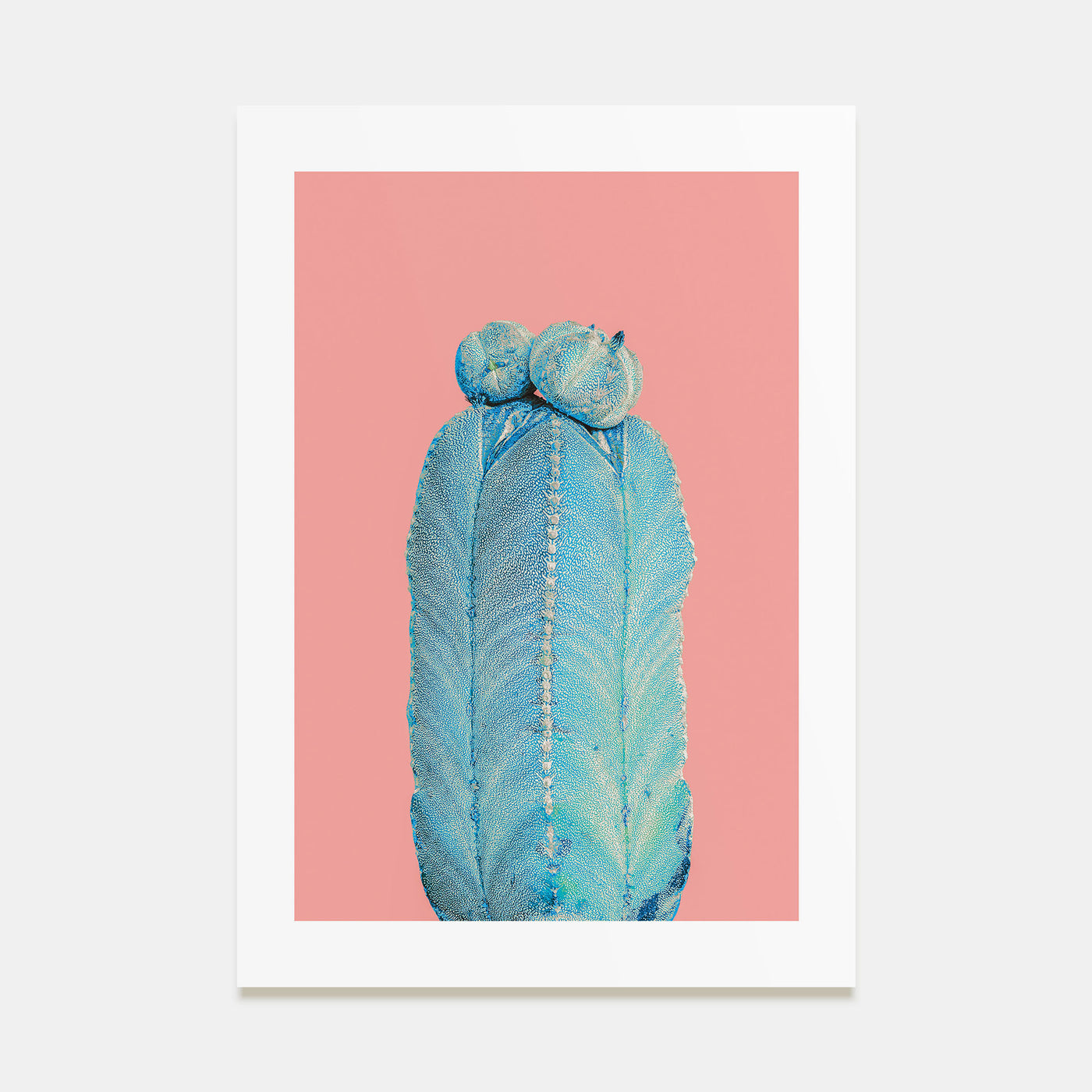 Cactus Photo Color No 5 Poster