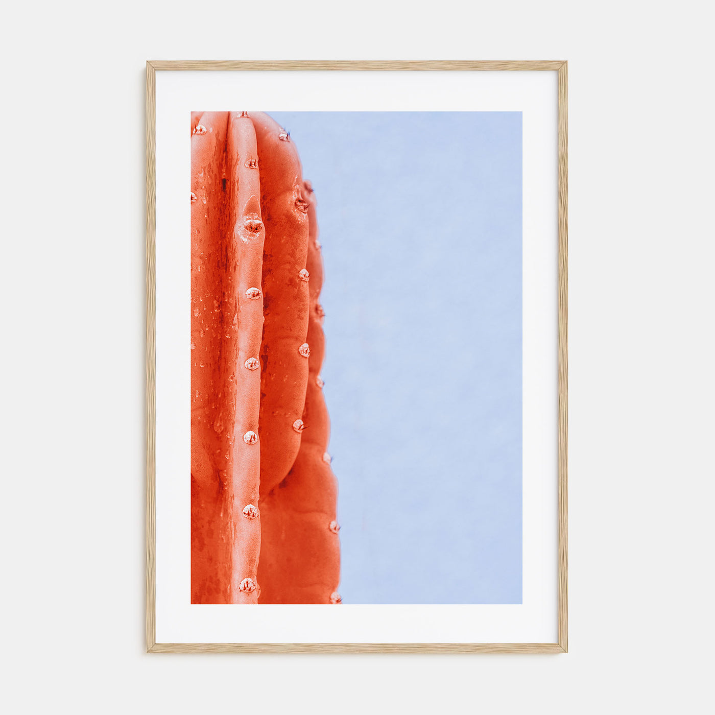 Cactus Photo Color No 6 Poster