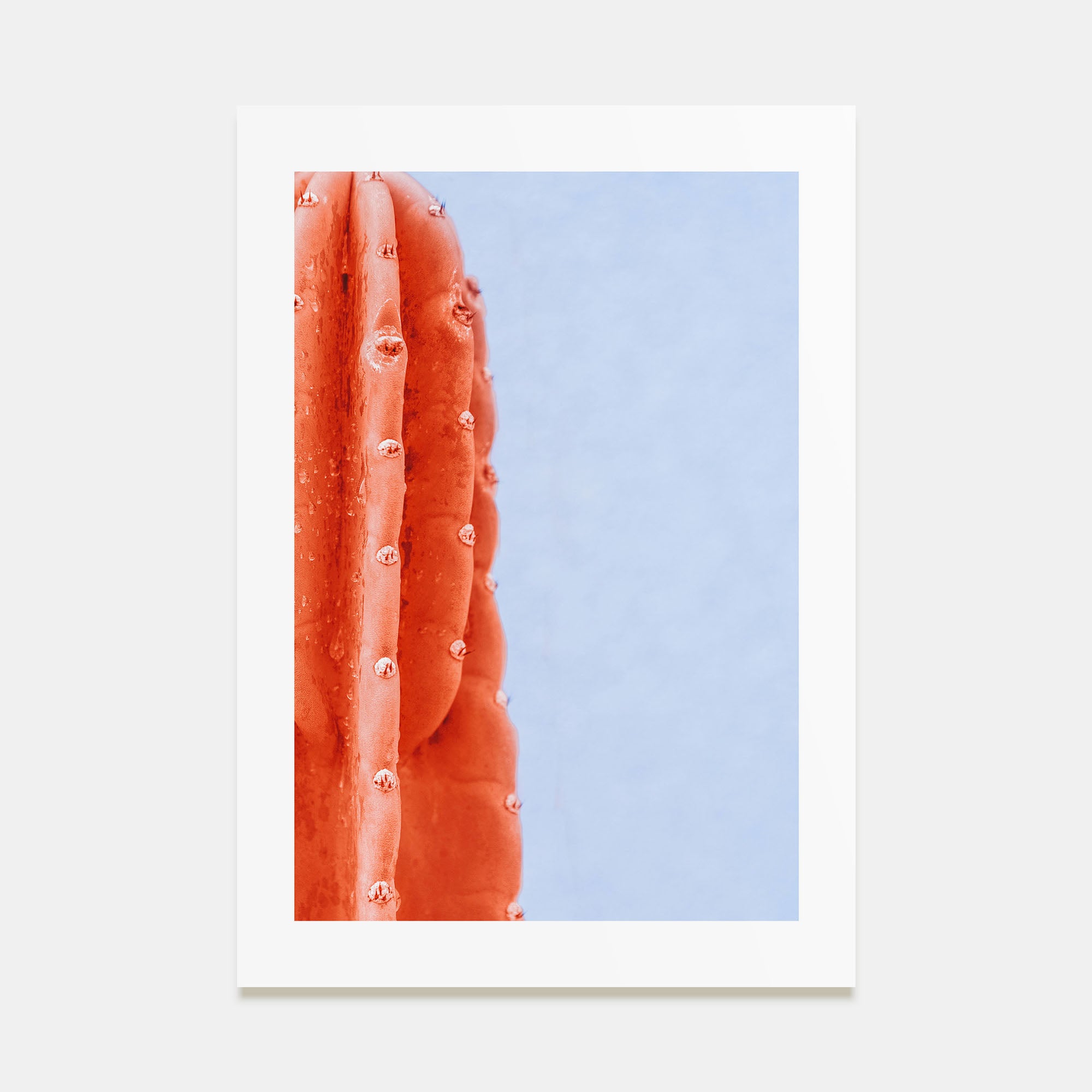 Cactus Photo Color No 6 Poster