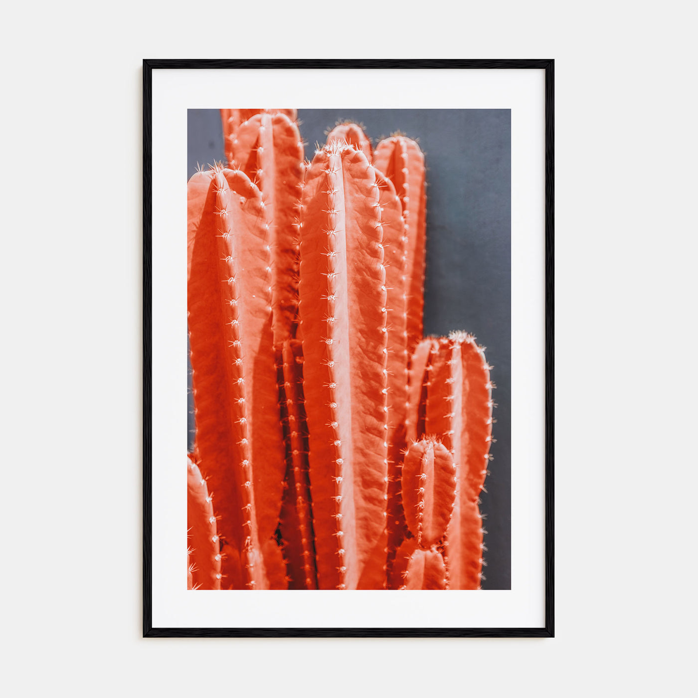 Cactus Photo Color No 7 Poster