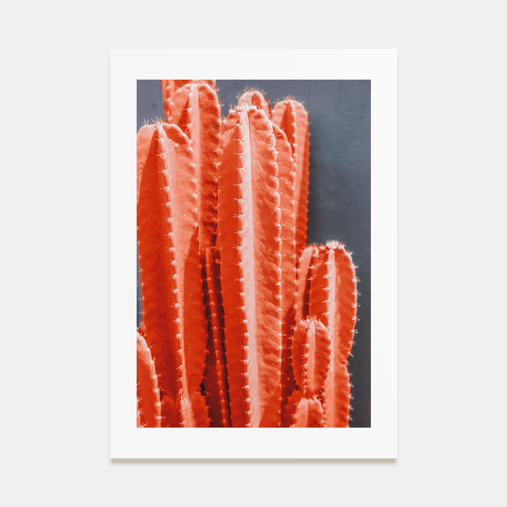 Cactus Photo Color No 7 Poster