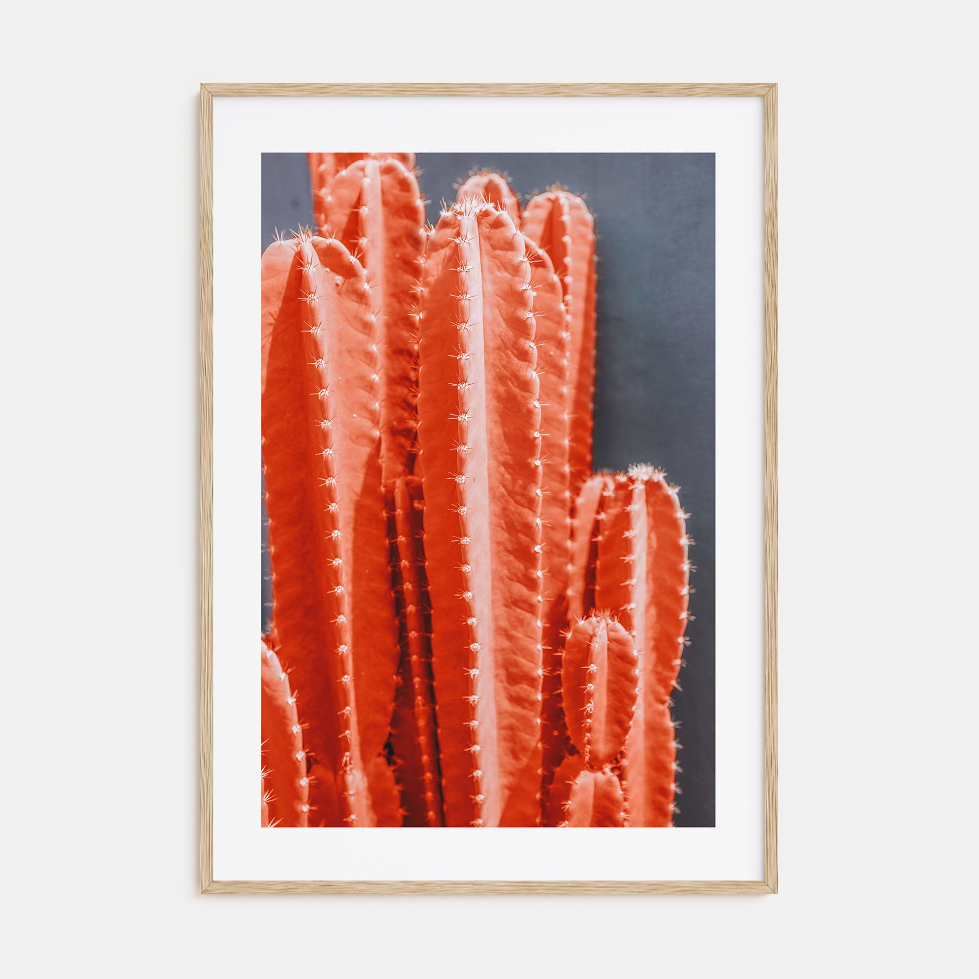 Cactus Photo Color No 7 Poster