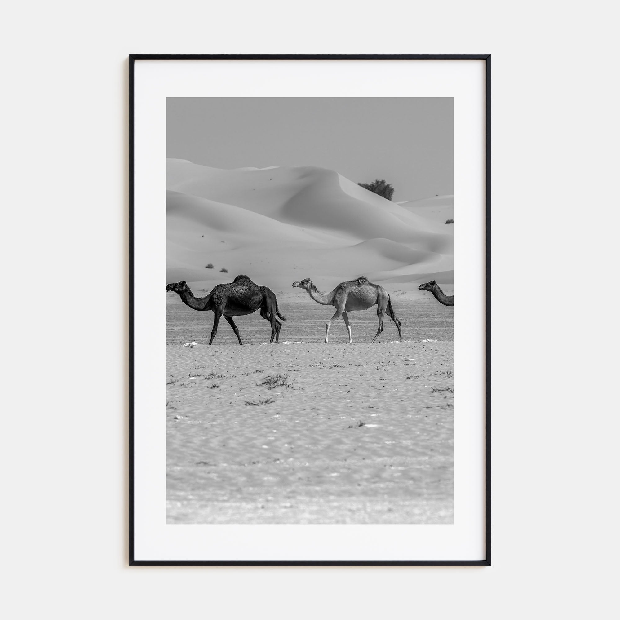Camel Caravan Photo B&W No 2 Poster