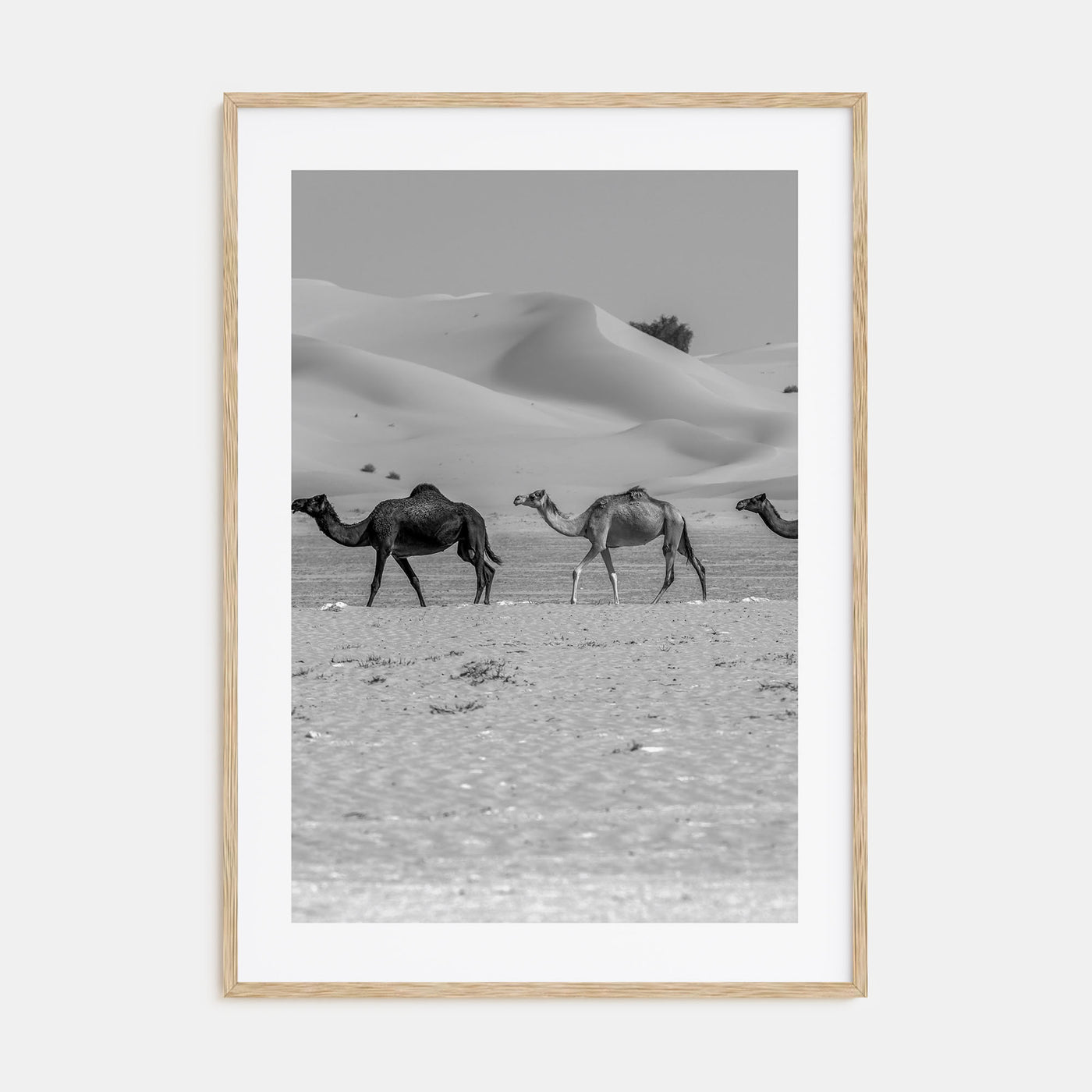 Camel Caravan Photo B&W No 2 Poster
