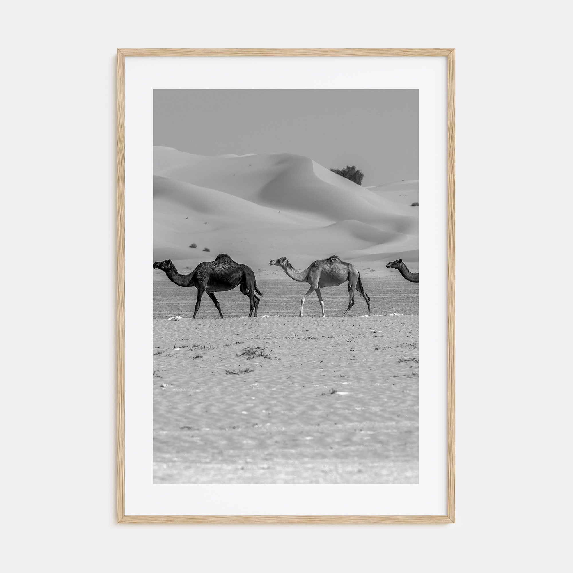 Camel Caravan Photo B&W No 2 Poster