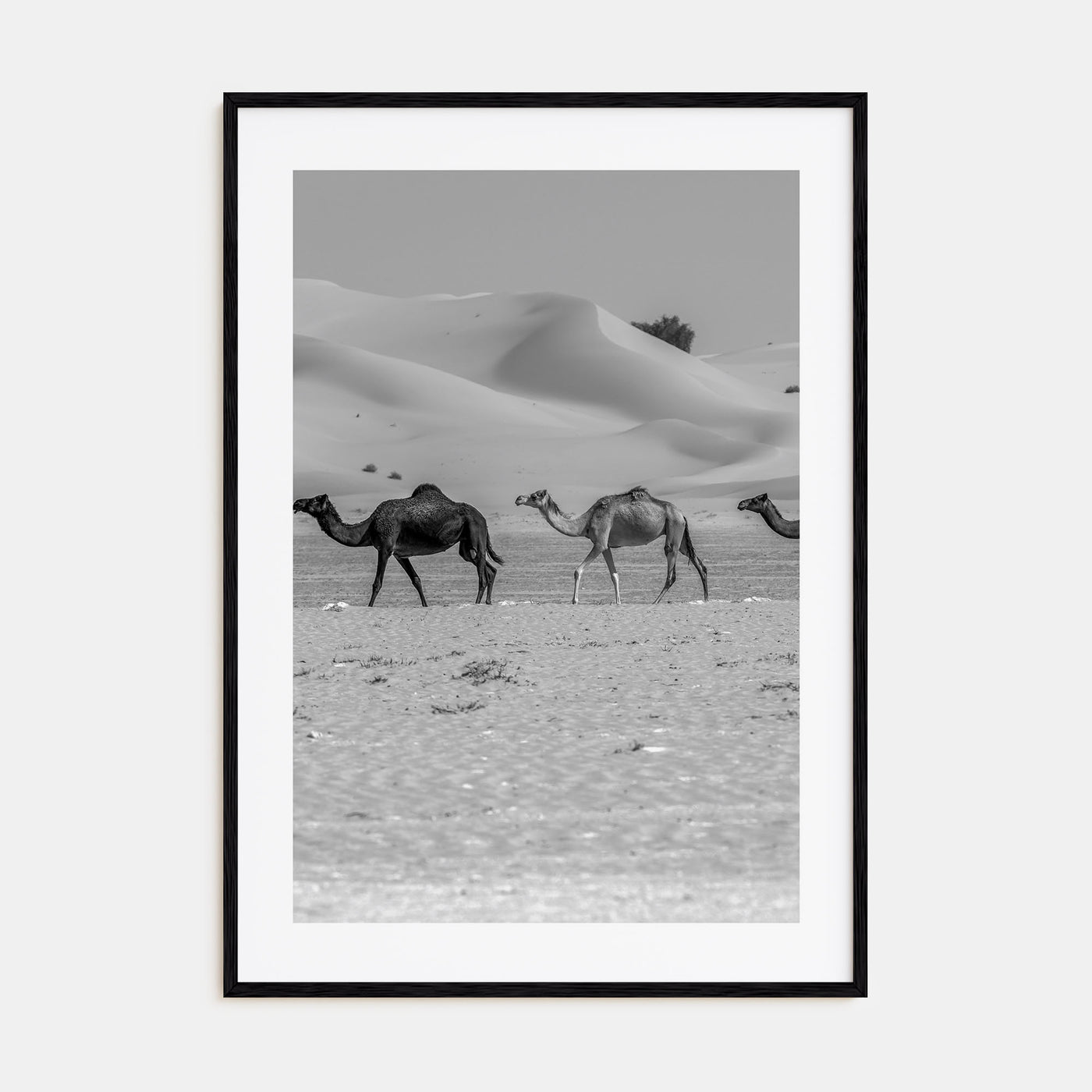 Camel Caravan Photo B&W No 2 Poster