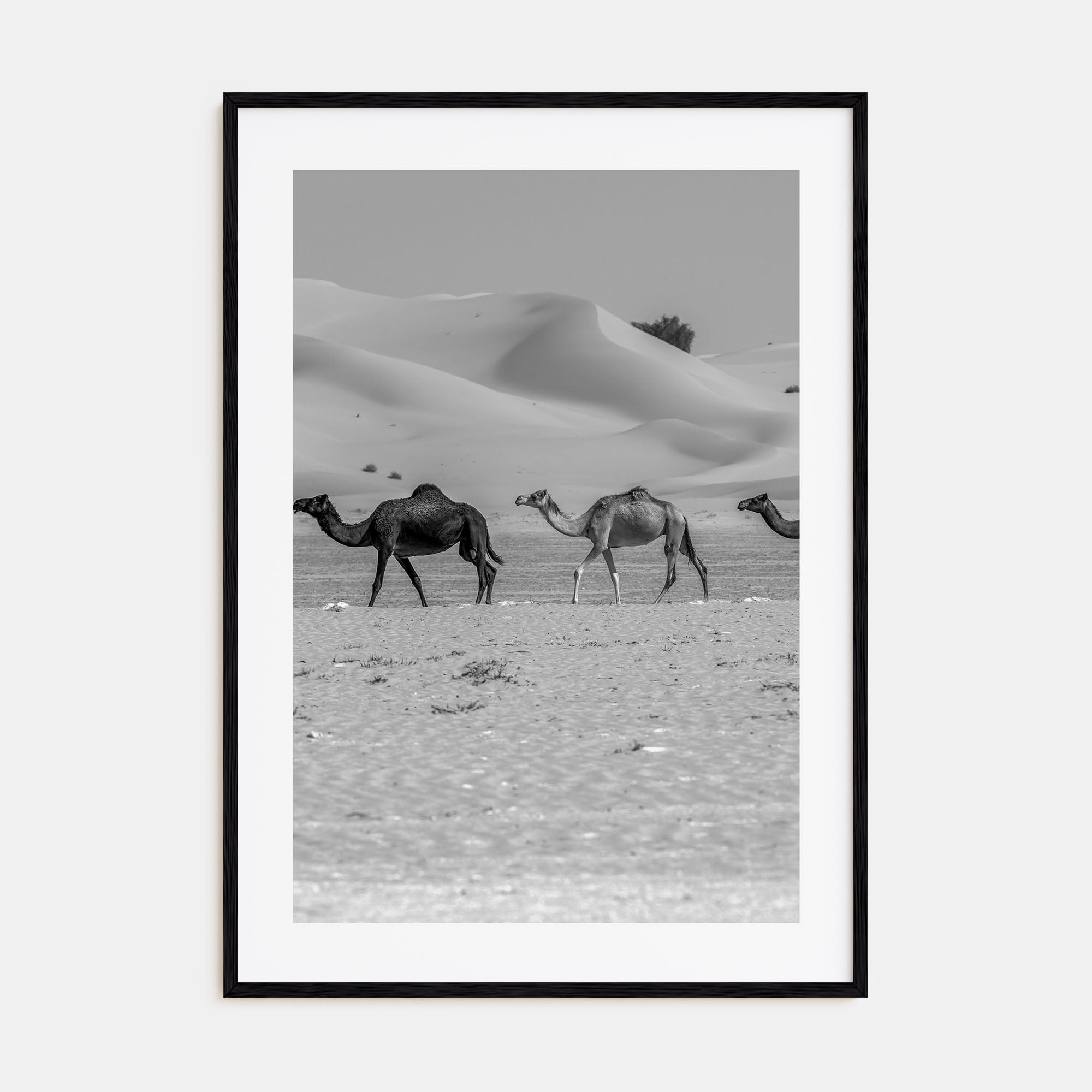 Camel Caravan Photo B&W No 2 Poster